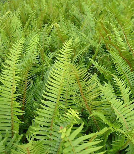 Polystichum munitum